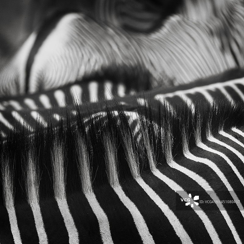 桑布鲁国家公园细纹斑马条纹和鬃毛的美丽艺术图片素材