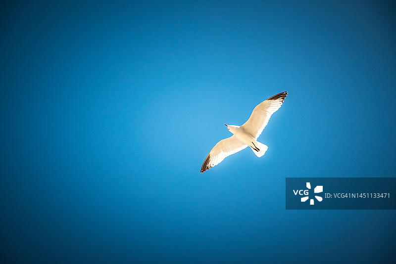 三趾鸥 - 海鸥图片素材