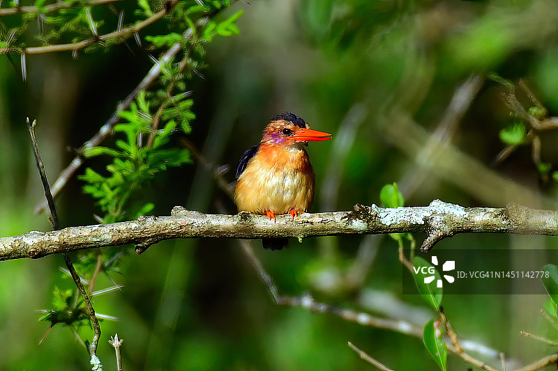 非洲侏儒翠鸟图片素材