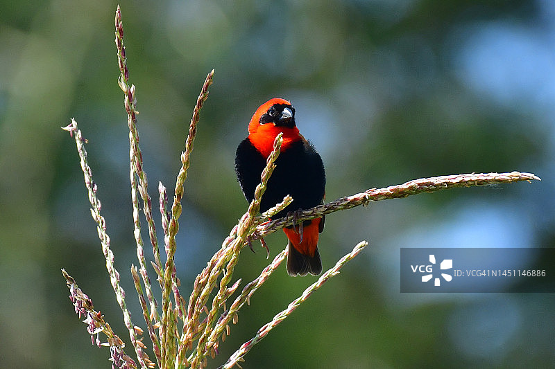 南方红主教鸟图片素材