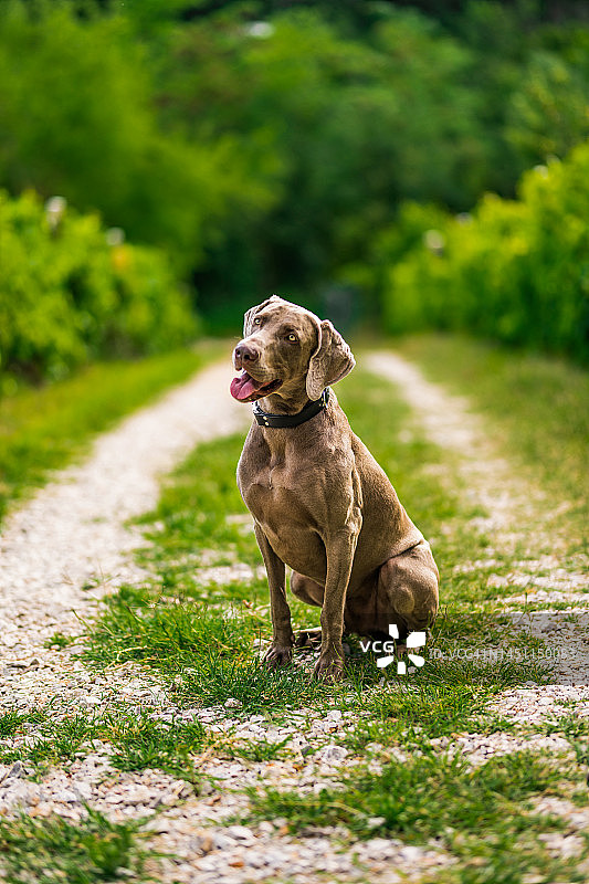 参加比赛的魏玛犬坐在大自然中图片素材