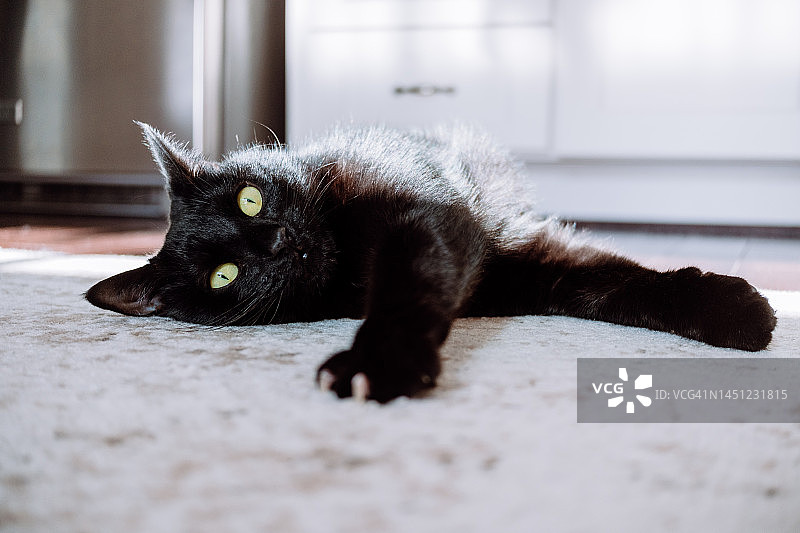 在厨房地毯上休息的黑猫图片素材