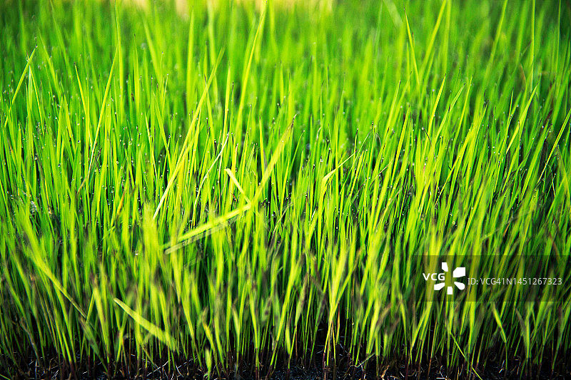 农民种植的绿色稻田图片素材