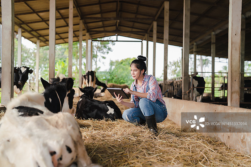 女人牧场奶牛养殖图片素材
