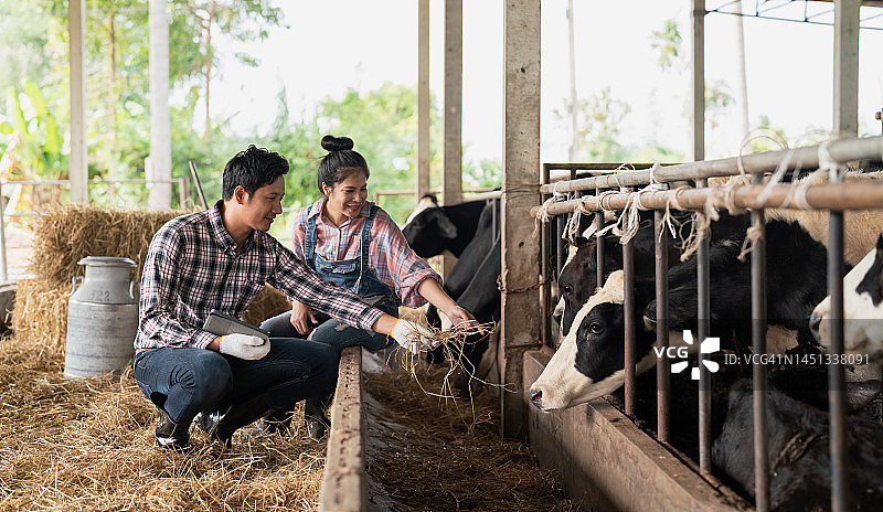 男士和女士在牧场上饲养奶牛，用于乳制品生产图片素材