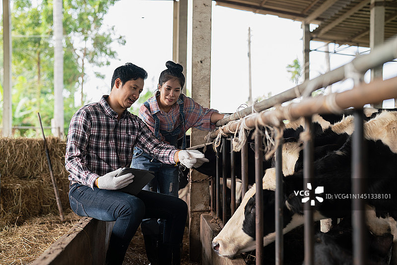 男士和女士在牧场上饲养奶牛，用于乳制品生产图片素材