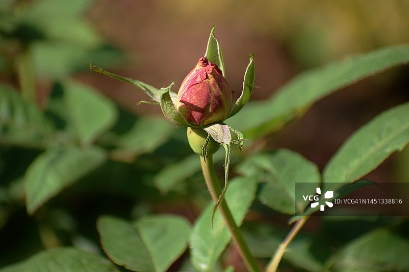 红色玫瑰花蕾特写，玫瑰科图片素材