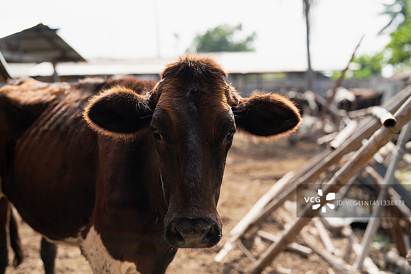 奶牛养殖农业图片素材