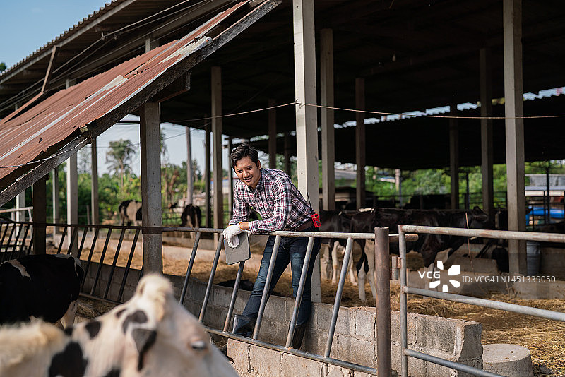 农民喂养奶牛以生产原奶图片素材
