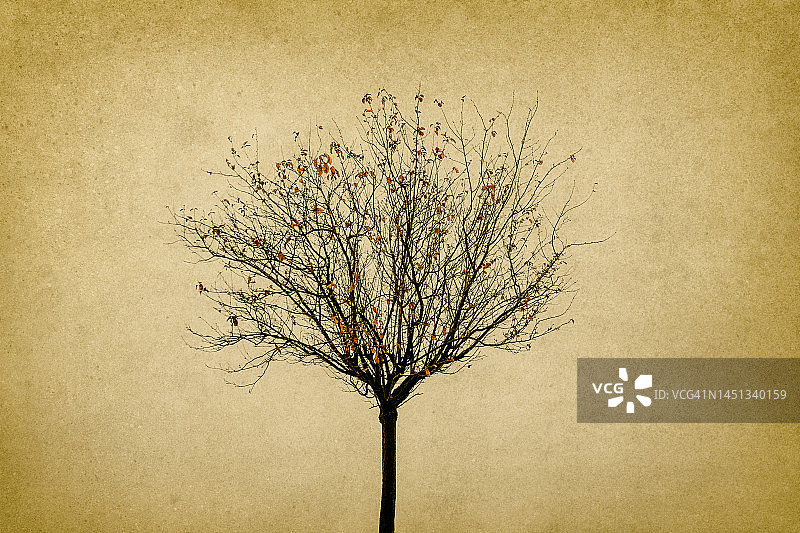 冬季孤树图片素材