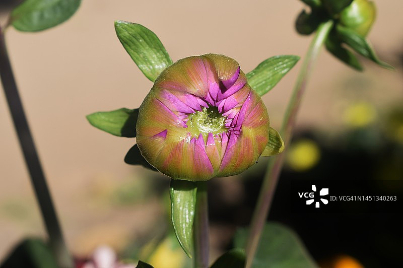 大丽花花朵闪亮有光泽的新花蕾，带有绿色萼片支撑着花蕾。大丽花。锦葵科。图片素材