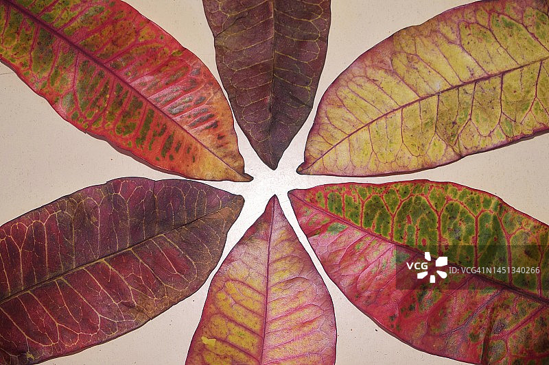 色彩各异的大叶变叶木图片素材