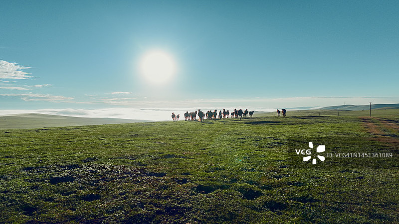中国内蒙古草原上吃草的牛羊马图片素材