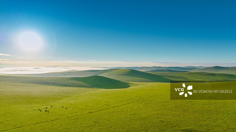 中国内蒙古草原上吃草的牛羊马图片素材