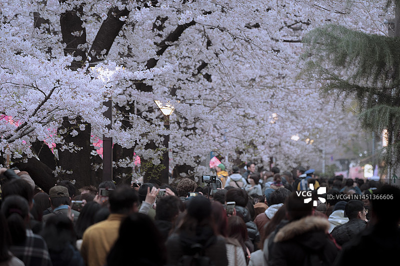 东京目黑川春季樱花观赏季图片素材