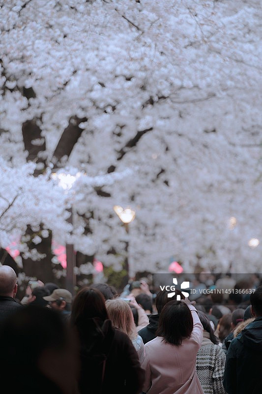 东京目黑川春季樱花观赏季图片素材
