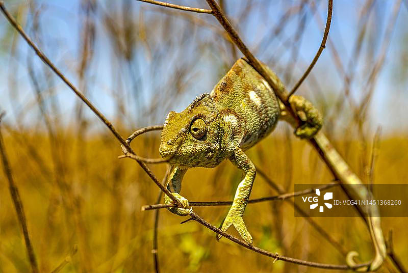 马达加斯加伊萨卢国家公园的豹纹变色龙图片素材