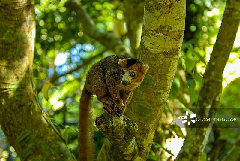 红腹狐猴，伊瓦洛伊纳国家公园，图阿马西纳，马达加斯加图片素材