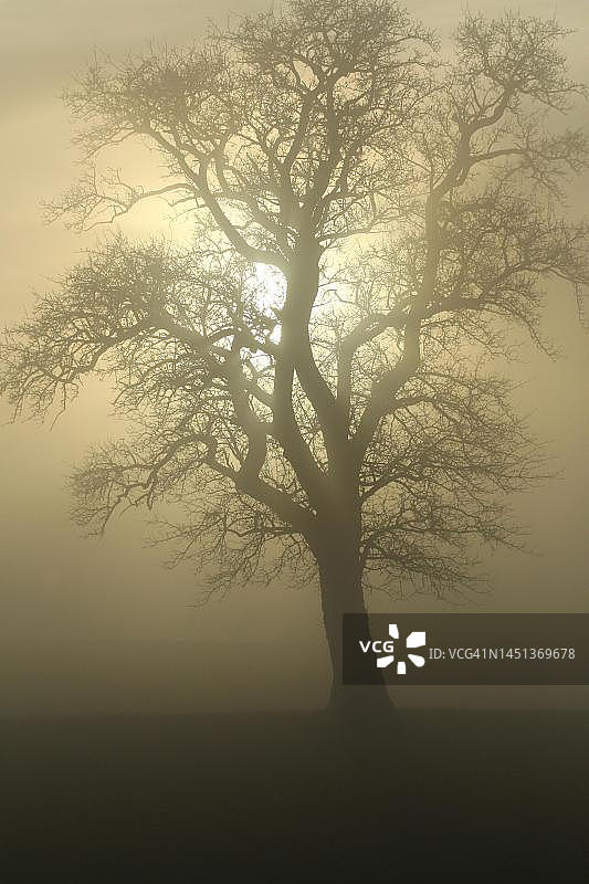 奥地利下奥地利州，雾和遮阳下的梨树图片素材