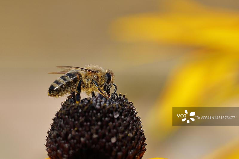德国北莱茵-威斯特法伦，欧洲蜜蜂采摘花蜜图片素材