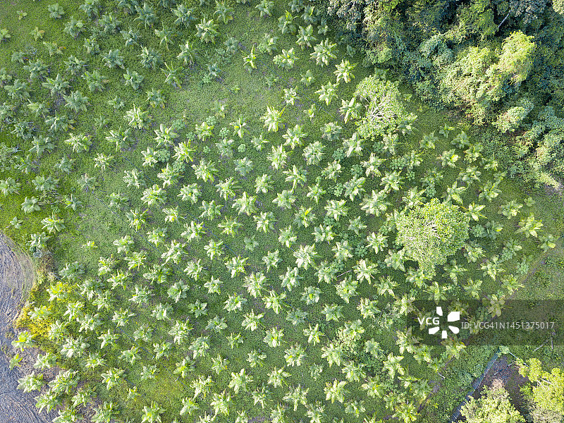 亚马逊地区的自然图案图片素材