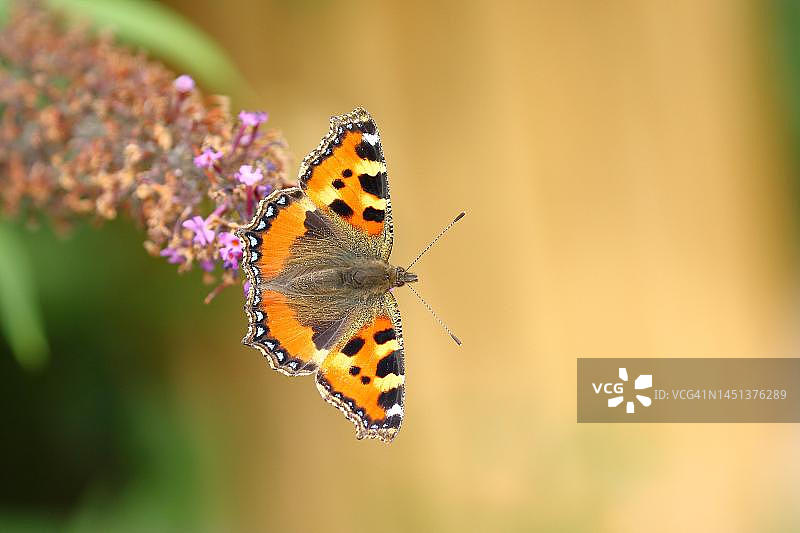 德国北莱茵-威斯特法伦：夏季丁香或蝴蝶灌木上的小型龟甲彩蝶图片素材