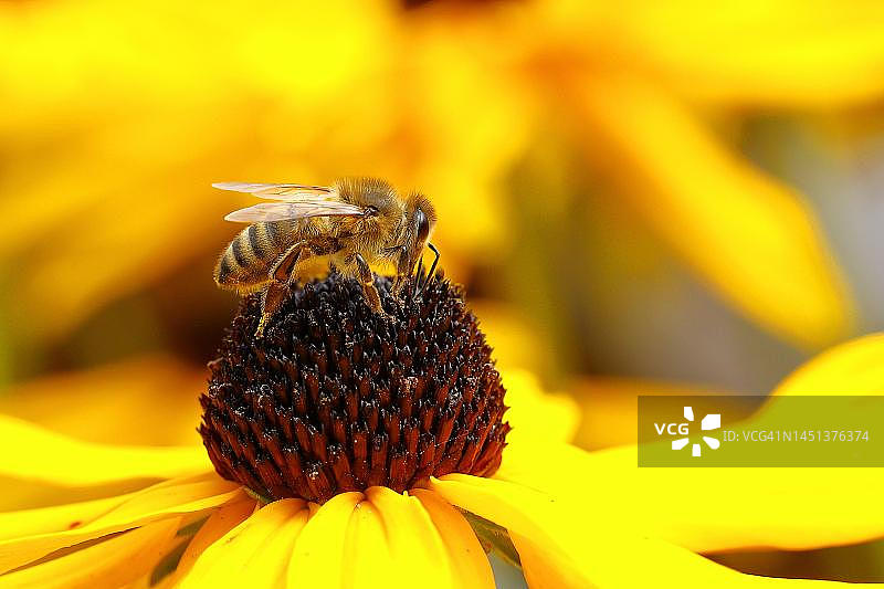 欧洲蜜蜂在德国北莱茵-威斯特法伦的黄色松果菊上采蜜图片素材