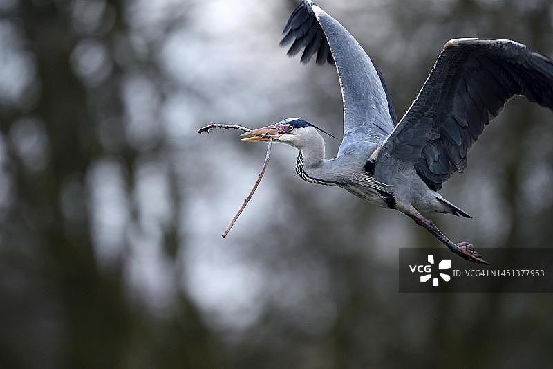 德国埃森，鲁尔区，北莱茵-威斯特法伦州，携带筑巢材料的苍鹭图片素材