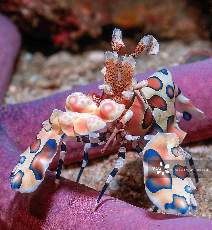 泰国斯米兰群岛，安达曼海，以蓝色海星为食的东方小丑虾特写图片素材