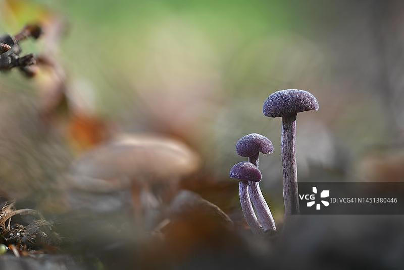 紫水晶迷幻蘑菇，森林地面上美丽的光影，德国北莱茵-威斯特法伦州图片素材