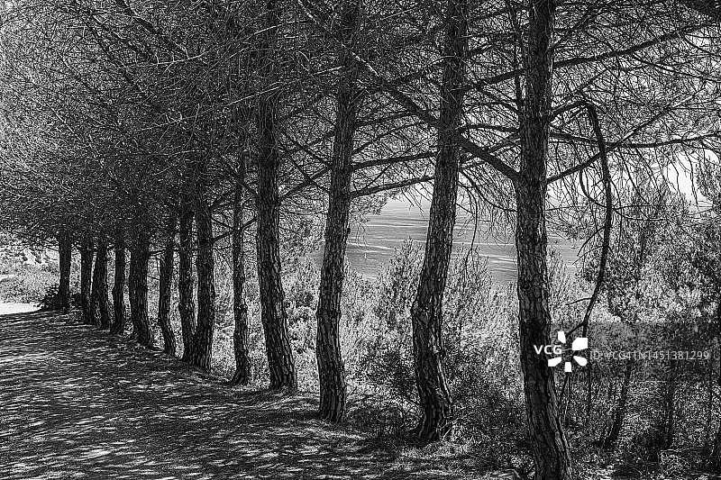 意大利厄尔巴岛卡拉米塔半岛上废弃矿场中的枯松树（黑白照片）图片素材