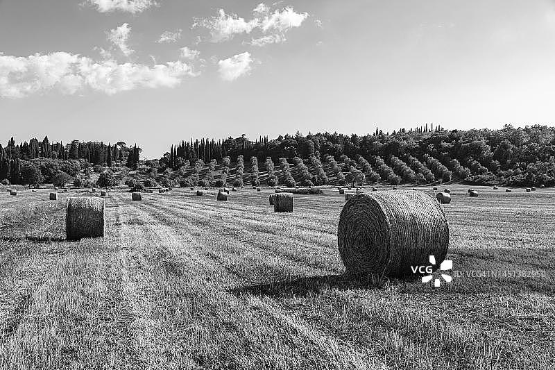 收割后的田地上的稻草捆，黑白照片，靠近意大利托斯卡纳马萨马里蒂玛图片素材