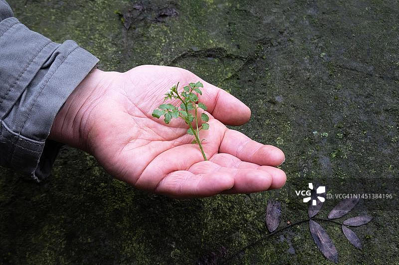 碎米荠，手上的开花植物，德国北莱茵-威斯特法伦州图片素材