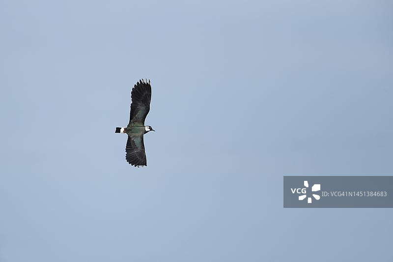在英国诺福克飞行的凤头麦鸡成鸟图片素材
