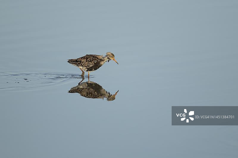 浅泻湖中的成年雄性翻领鹬，英国诺福克图片素材
