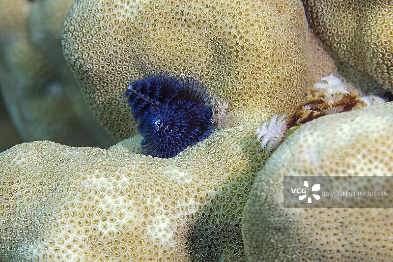 埃及红海达哈卜石珊瑚上的圣诞树蠕虫图片素材