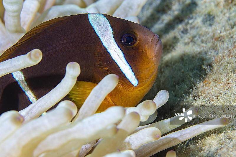 红海双带小丑鱼与气泡海葵共生，红海，埃及达哈卜，南西奈图片素材