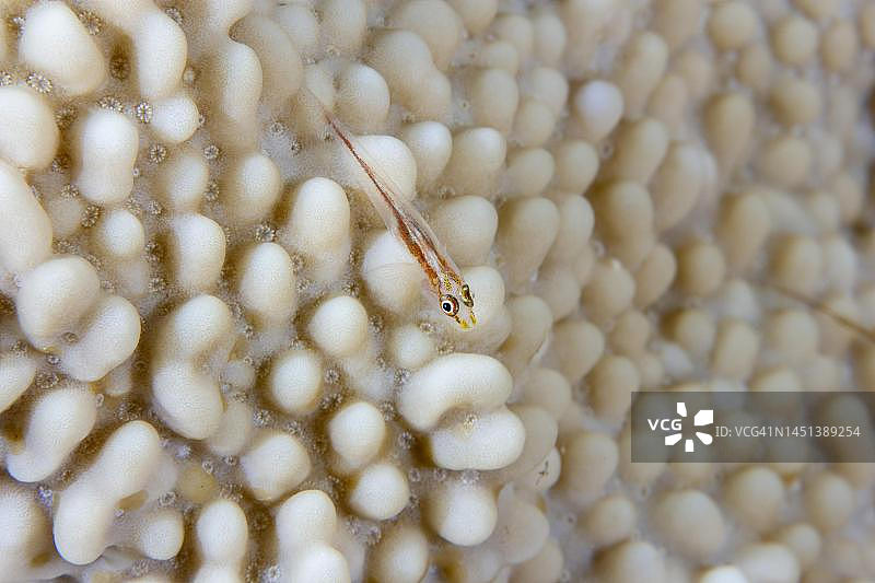 石头珊瑚上的虾虎鱼图片素材