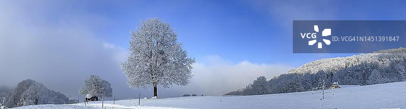 瑞士索洛图恩州Wisen的冰雪、孤树和小叶椴树图片素材