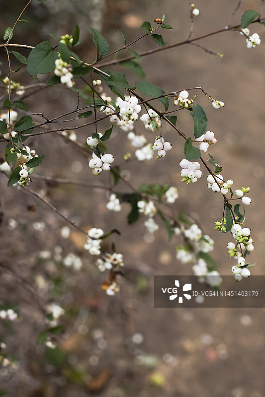 秋季花园中的野生白色浆果图片素材