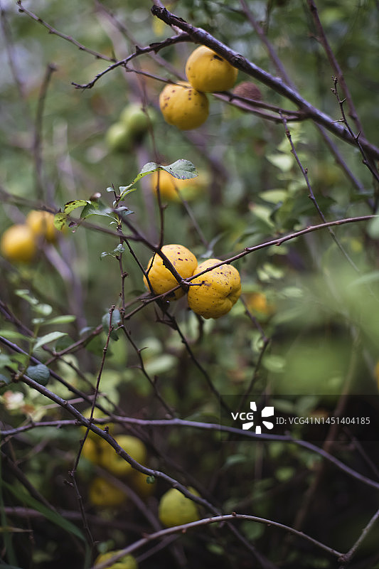 花园里的木瓜果实——独特的味道和香味图片素材