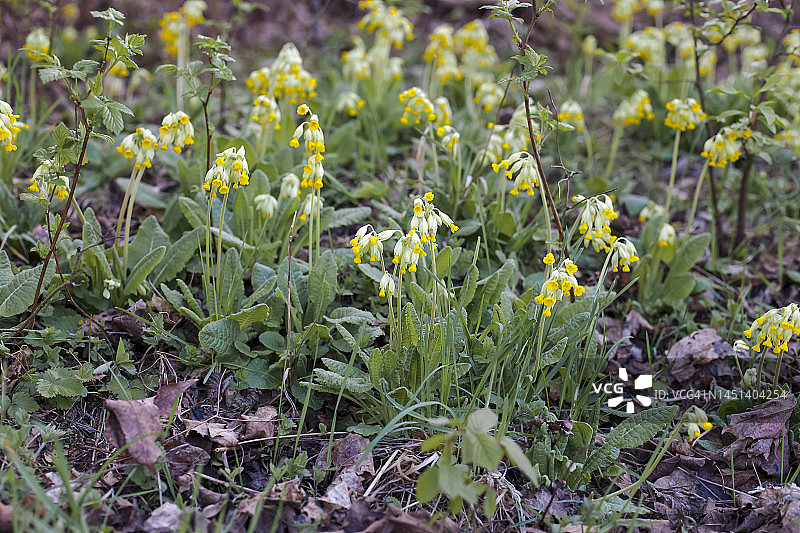 药用植物欧洲报春图片素材
