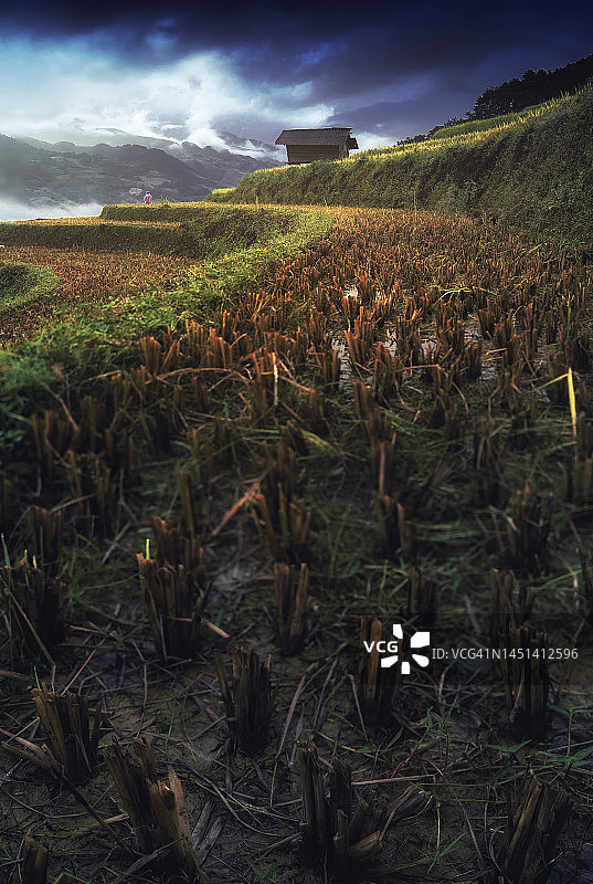 越南北部稻田尽头的农舍小屋和收割后的稻茬图片素材
