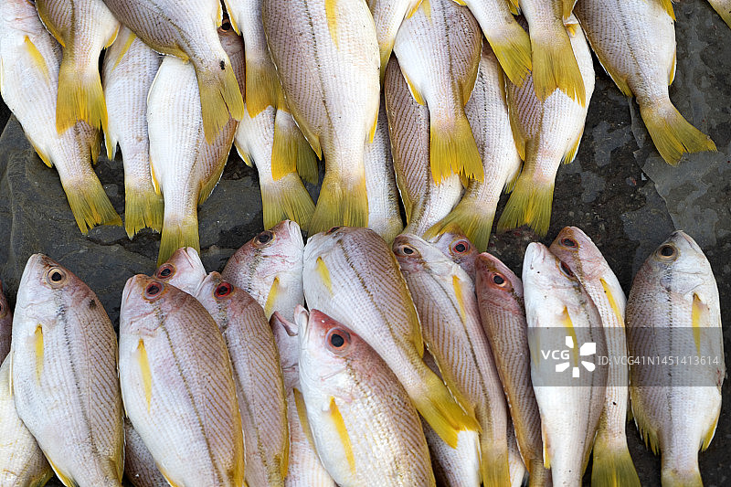 新鲜黄尾鱼图片素材