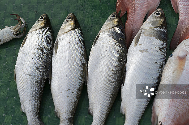 待售牛奶鱼特写图片素材