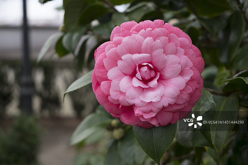 粉色山茶花图片素材