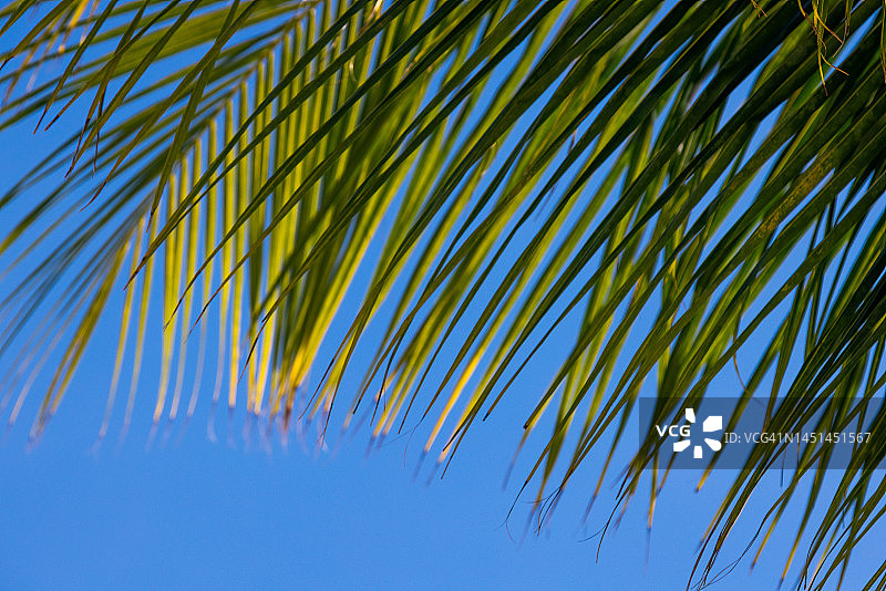 棕榈叶与巴哈马拿骚蓝天特写图片素材
