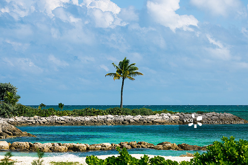 巴哈马新普罗维登斯的沿海风光和孤零零的棕榈树图片素材