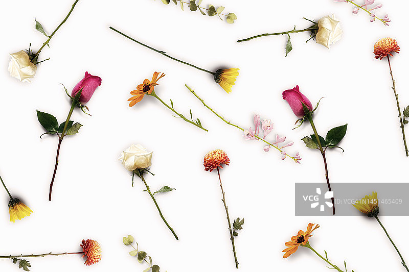 白色背景上的新鲜花朵图案图片素材