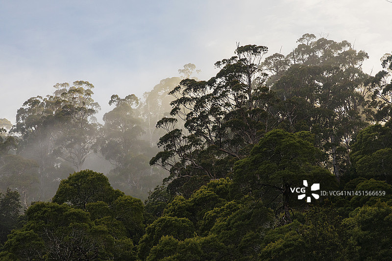 皮曼河沿岸的塔金森林图片素材
